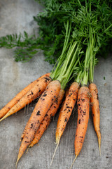 Fresh carrots picked from garden. Harvest. Agriculture