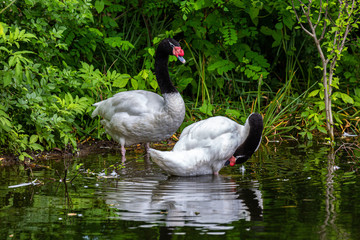 Swans in water