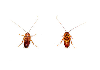 Front and back tpo view Cockroach isolated on white background.