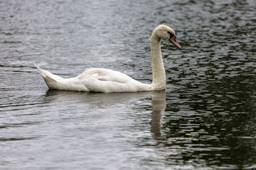 Swan in water