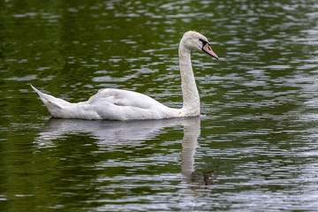 Obraz premium Swan in water