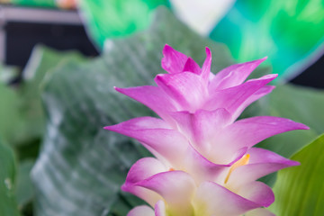 Fototapeta premium Giant Krachiew flower with leaves in the nature is a special species that is endemic in Phichit Province, Thailand