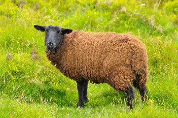 Pregnant brown sheep standing in the sunny field and hills behind watching photographer. Concepts: Ireland, travel, countryside