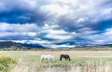 Fototapeta premium caballos blanco y negro