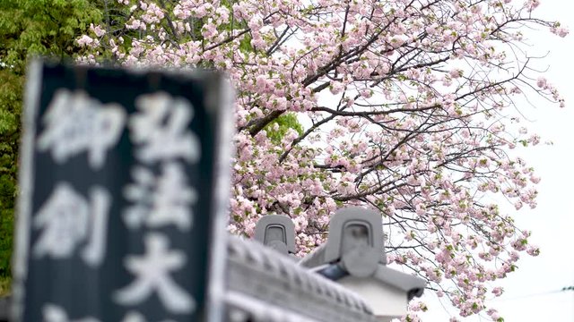 Cherry Blossoms in Full Bloom with Sign from Japanese Temple and Traditional Wall - Kanji - Kyoto, Japan - 4K