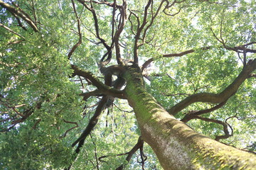 樹木も見上げる