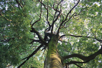 Fototapeta na wymiar 樹木も見上げる