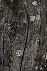 Old wooden background. Abstract wood texture background.