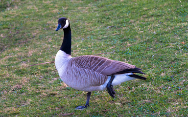 Oiseau