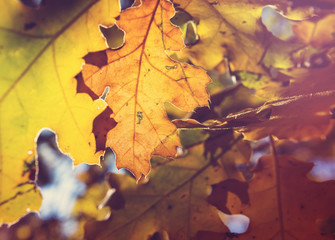 Autumn leaves