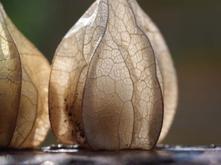 完熟した食用ほおずきの実