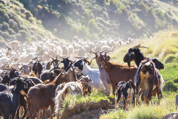Domestic goat
