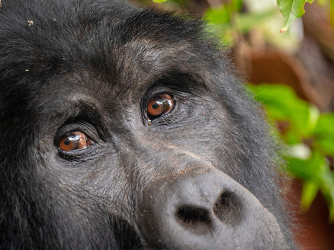 Silver Back Gorilla in natural habitat in Uganda. © hyserb