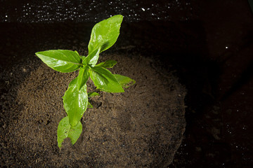 Plant in the ground