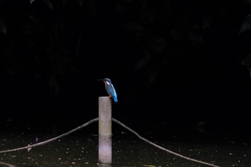 kingfisher in pond