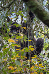 Bwindi Impenetrable Forest National Park, Uganda