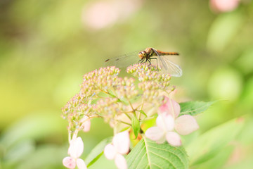 夏の終わりと秋の始まり