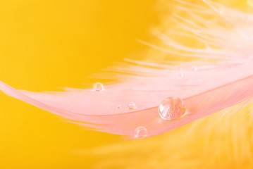 Beautiful large dew drop or rain water on the pastel pink feather and yellow background, closeup. Macro and reflection. Blurred soft background in light mellow yellow color.