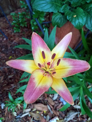 Easter Lilly