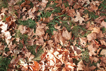 Autumn, autumn park with fallen leaves, autumn leaf.