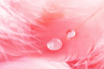 Macro background with transparent drop and pink feather. Close-up of Dew water sparkles. Pastel, soft, blurred background