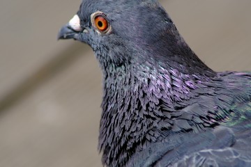 portrait of pigeon