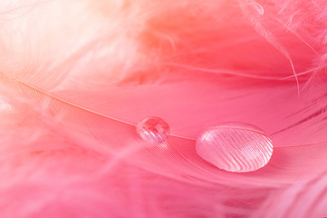 Macro background with transparent drop and pink feather. Close-up of Dew water sparkles. Pastel, soft, blurred background