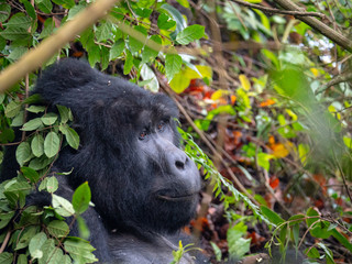 Silver Back Gorilla in natural habitat in Uganda
