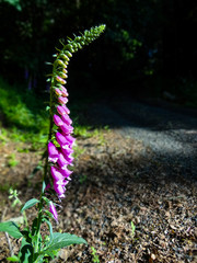 A tall spike of wild foxglove blooms in the forest, bright pink against dark green shadows.