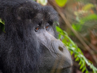Silver Back Gorilla in natural habitat in Uganda