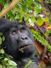 Silver Back Gorilla in natural habitat in Uganda