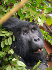 Silver Back Gorilla in natural habitat in Uganda