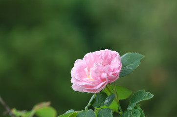 Single pink rose close up