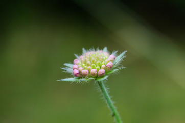 Summer flower bud close up by a green background