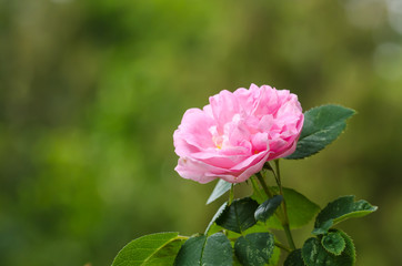 One pink rose closeup