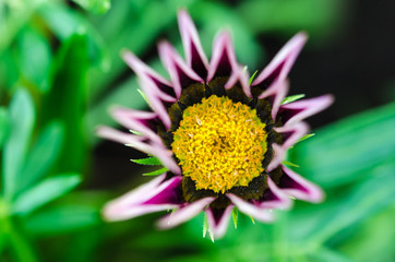 Beautiful flower head close up