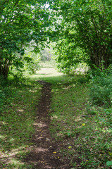 Cattle path in lush greenery in the countryside
