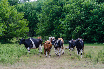 Cattle herd are running in a forest glade