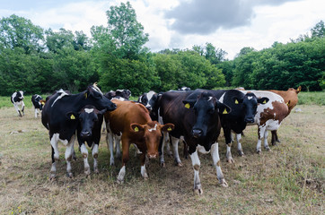 Curious cattle herd in a forest glade