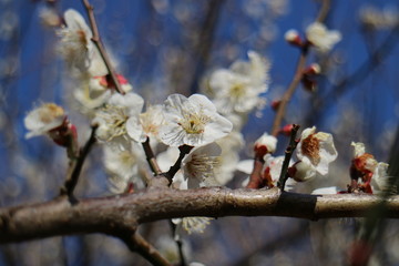 梅の花