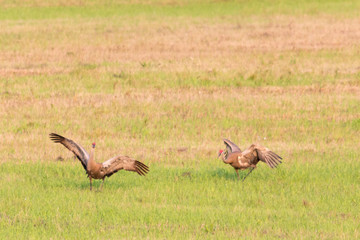 Two Cranes