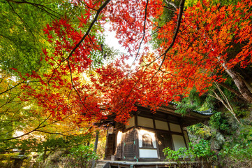小さな寺の建物の前の大きな紅葉