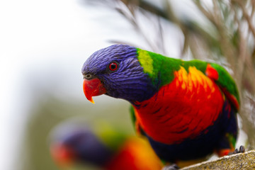 A wild curious rainbow lorikeet with a selective focus in Lithgow New South Wales Australia on 30th July 2019