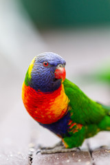 A wild curious rainbow lorikeet with a selective focus in Lithgow New South Wales Australia on 30th July 2019