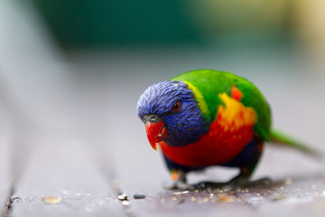 A wild curious rainbow lorikeet with a selective focus in Lithgow New South Wales Australia on 30th July 2019