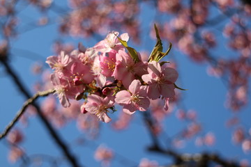 桜の花