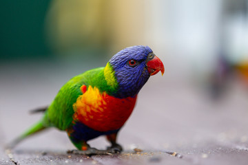 A wild curious rainbow lorikeet with a selective focus in Lithgow New South Wales Australia on 30th July 2019