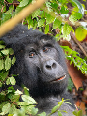Silver Back Gorilla in natural habitat in Uganda