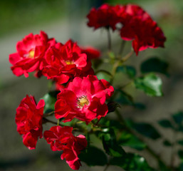 Obraz premium flower, red, garden, nature, plant, green, rose, flowers, blossom, summer, bloom, spring, hibiscus, petal, floral, beauty, beautiful, color, macro, yellow, flora, love, leaf, pink, bouquet
