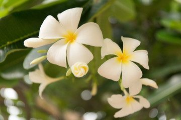 Fototapeta na wymiar Tropical white frangipani flowers on green leaves background. Close up plumeria tree.